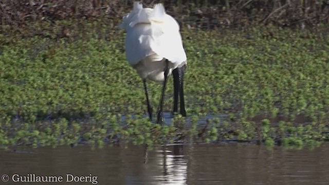 Royal Spoonbill - ML375661961