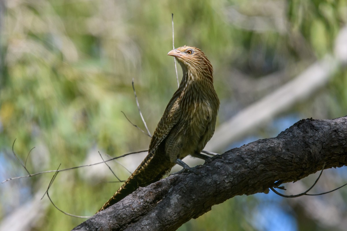 Coucal faisan - ML375662001