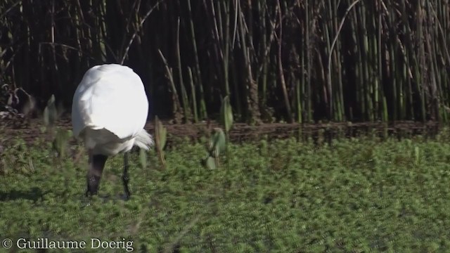 Royal Spoonbill - ML375662691