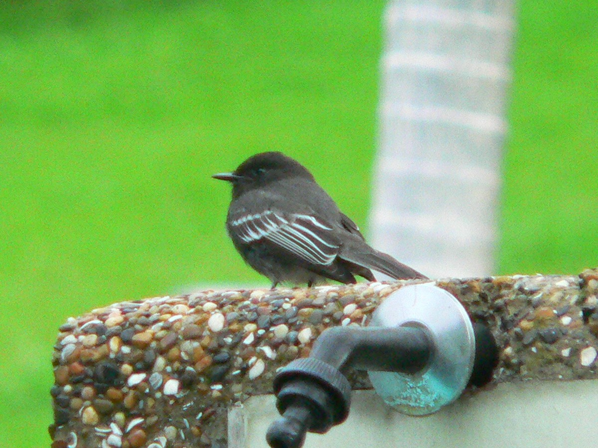 Black Phoebe - ML375662761