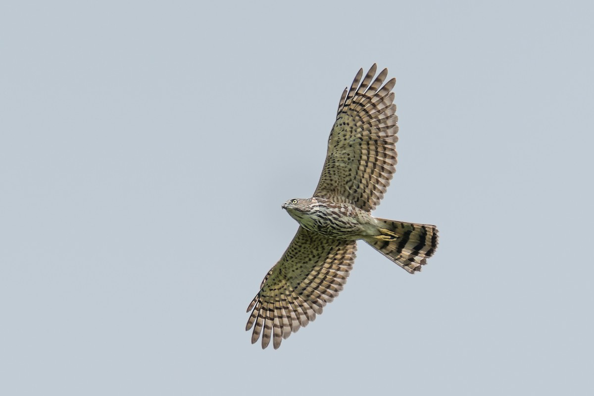 タカサゴダカ（badius グループ） - ML375664011