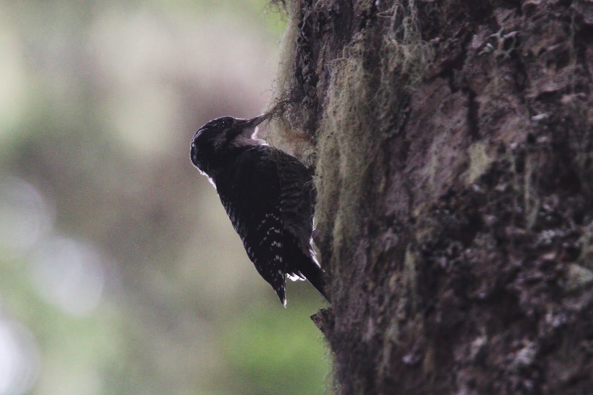 American Three-toed Woodpecker (Northwest) - ML37566441