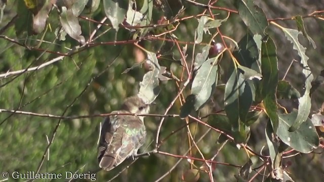 Horsfield's Bronze-Cuckoo - ML375667361