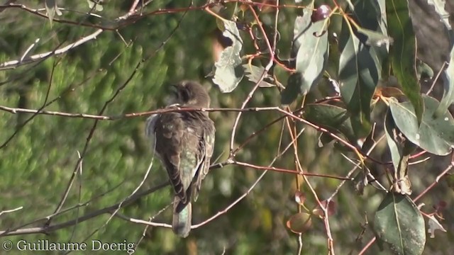 Horsfield's Bronze-Cuckoo - ML375667981