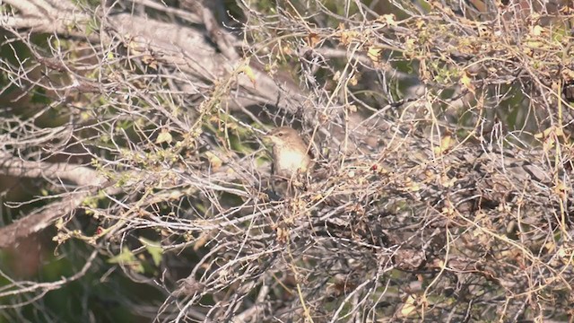 Australian Reed Warbler - ML375668531