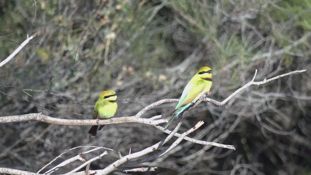 Rainbow Bee-eater - ML375669121