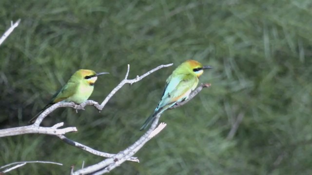 Rainbow Bee-eater - ML375669281