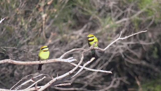 Rainbow Bee-eater - ML375669451