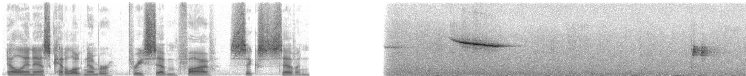 Lesser Antillean Euphonia - ML37567