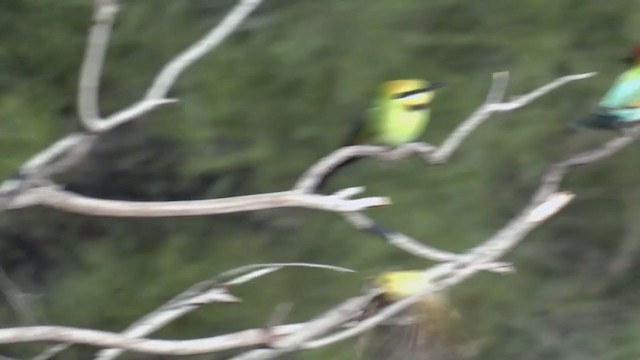 White-plumed Honeyeater - ML375670261