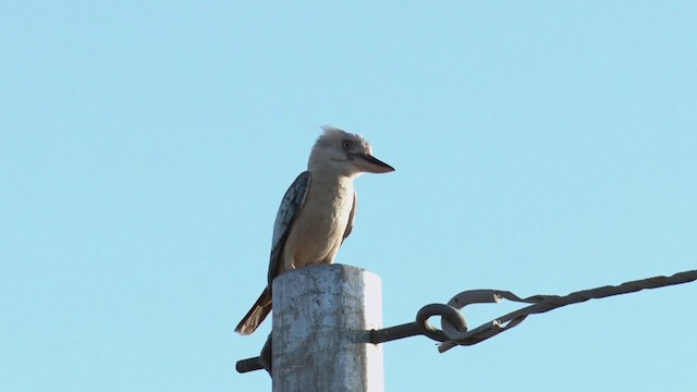 Blue-winged Kookaburra - ML375672611