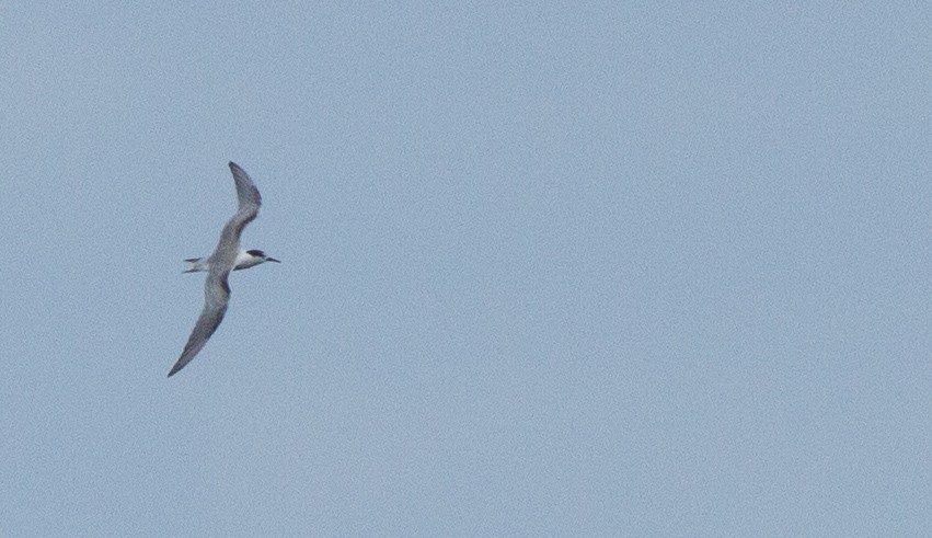 Common Tern - ML37567711