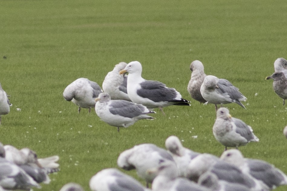 Gaviota Occidental - ML37567801