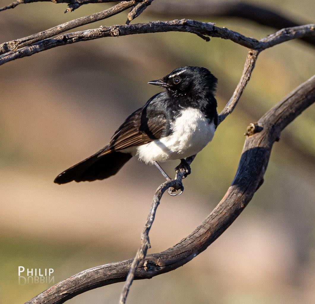 Willie-wagtail - ML375678091