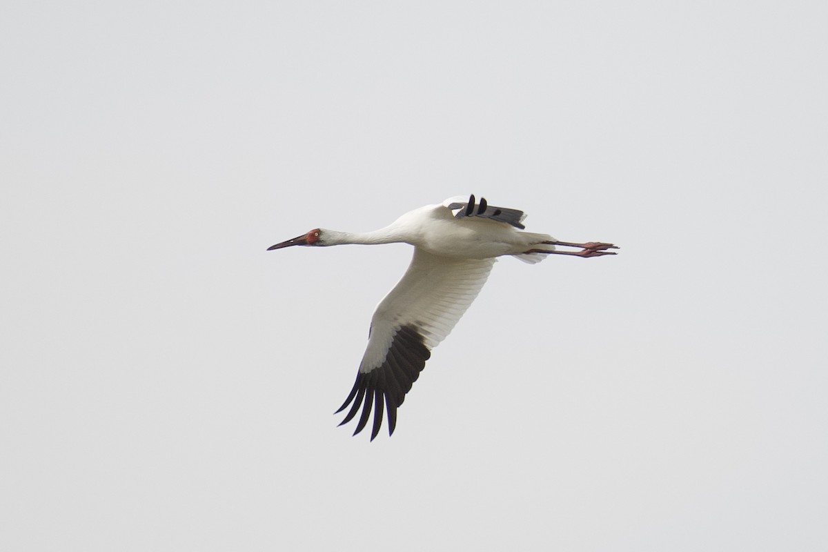 Siberian Crane - ML375679321