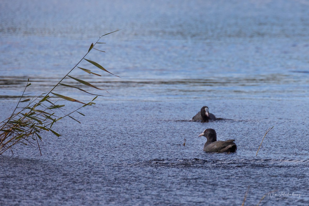 Eurasian Coot - ML375679651