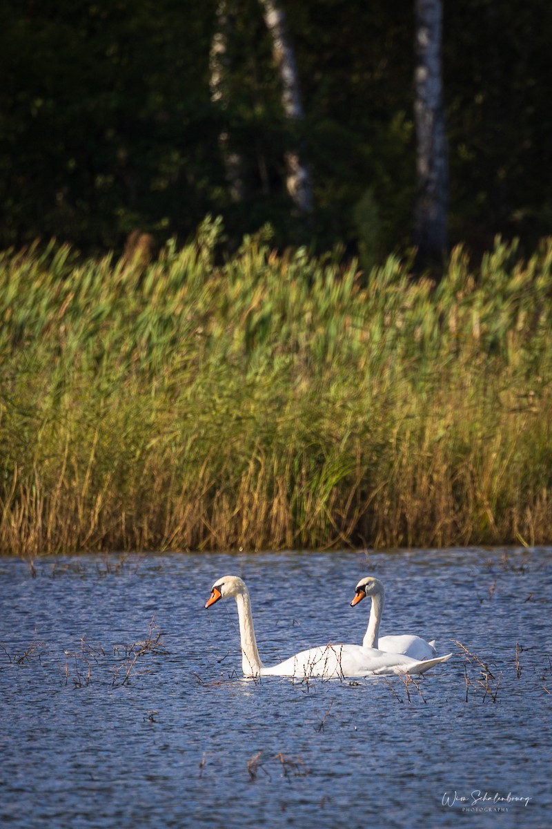 Mute Swan - ML375679671