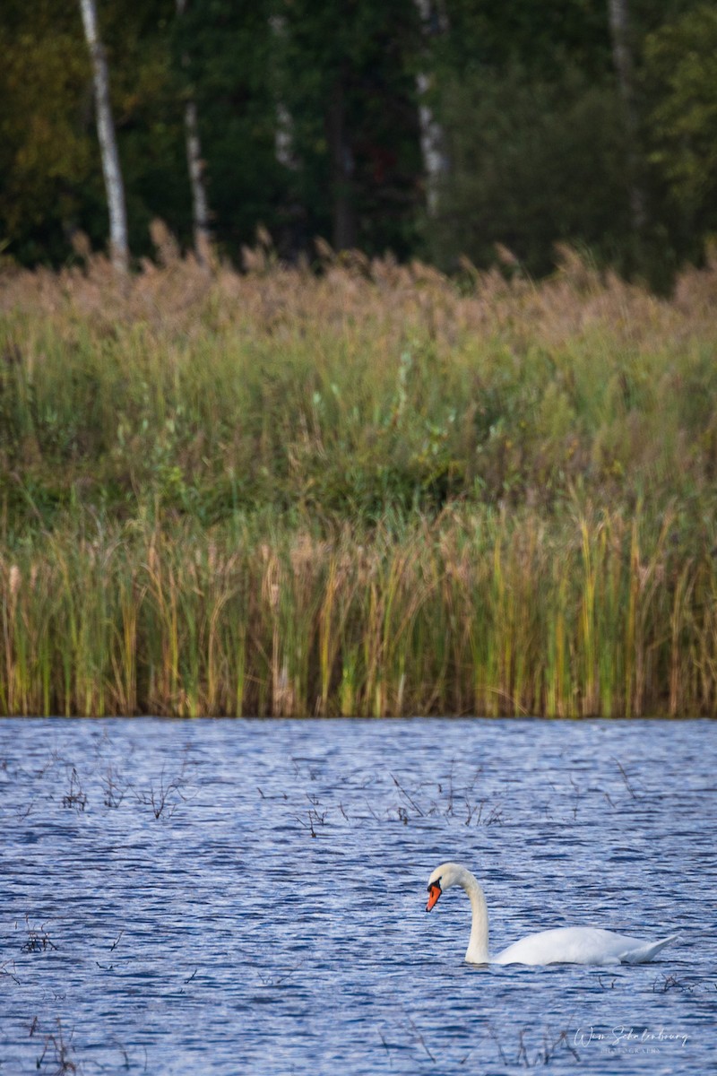 Mute Swan - ML375679681