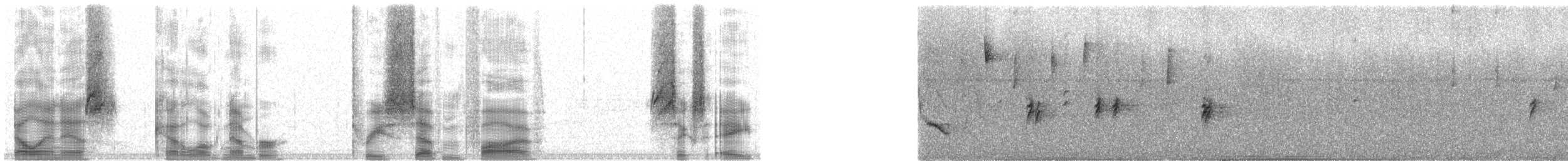 Lesser Antillean Euphonia - ML37568