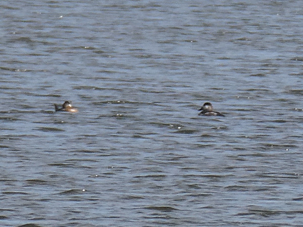 Ruddy Duck - ML375680461