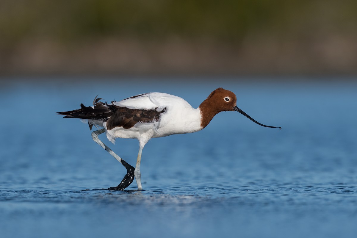 Avocette d'Australie - ML375681341