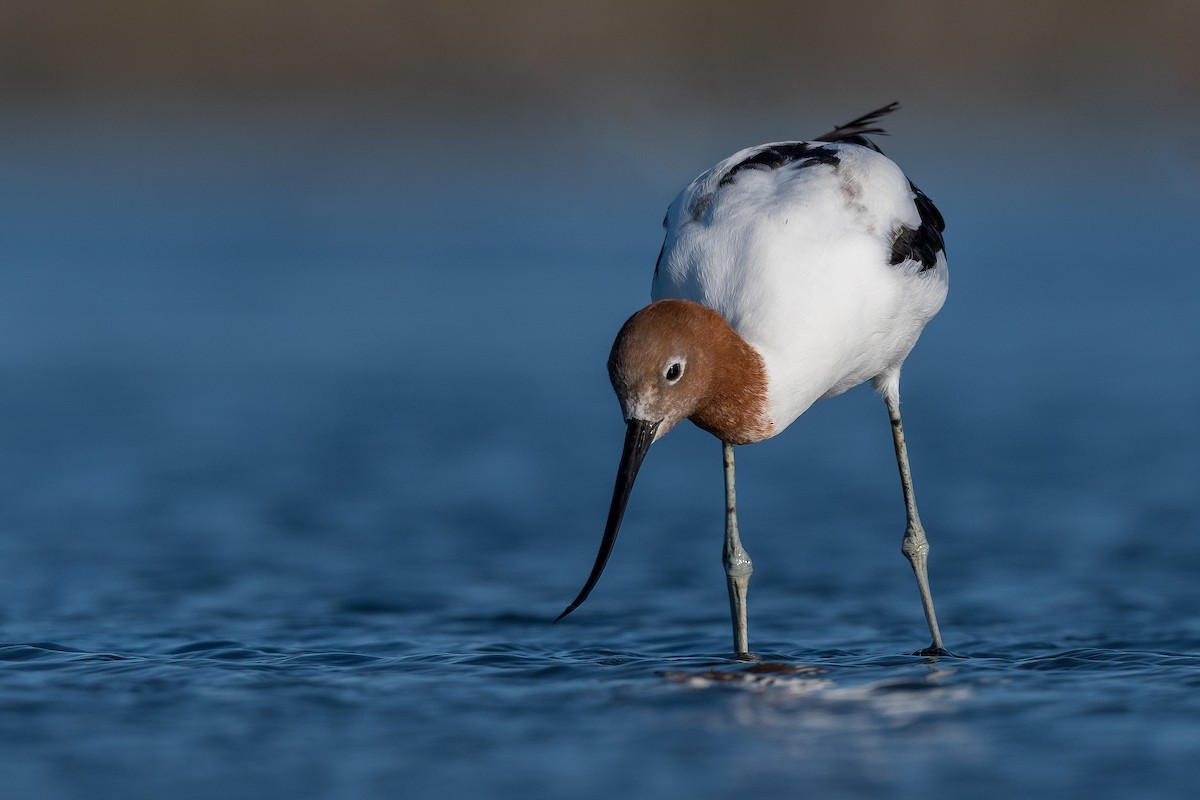 Avocette d'Australie - ML375681521