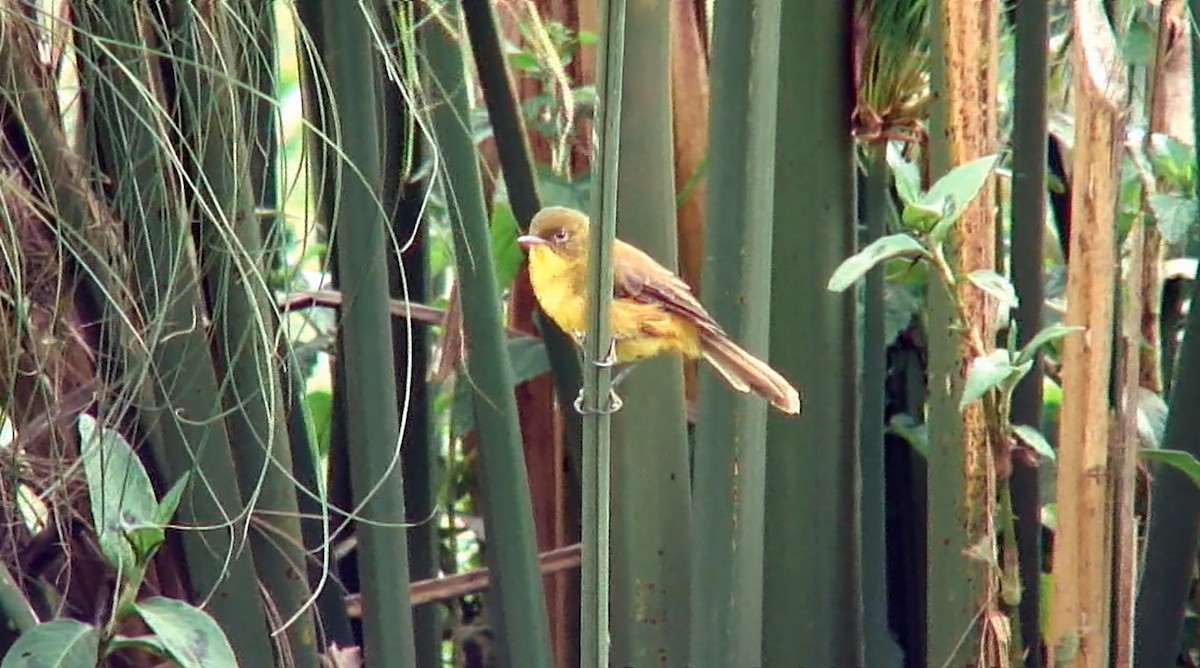 ハシボソキイロムシクイ（gracilirostris） - ML375681951