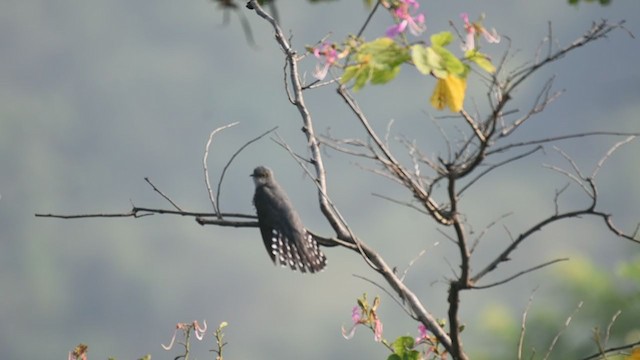 Lesser Cuckoo - ML375682071