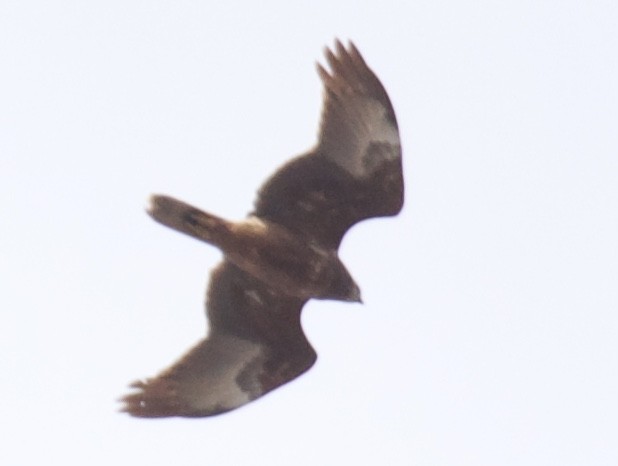 Swamp Harrier - ML375683021