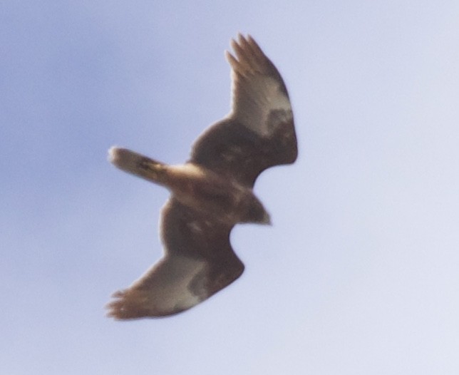 Swamp Harrier - ML375683041