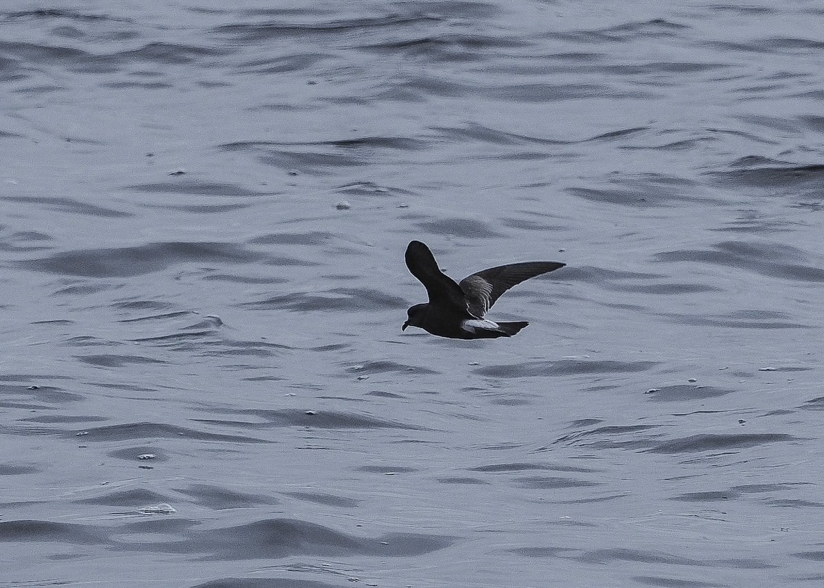 Leach's Storm-Petrel - Deborah LeDrew