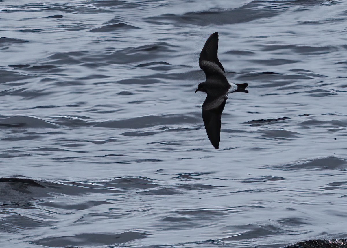 Leach's Storm-Petrel - ML375683261