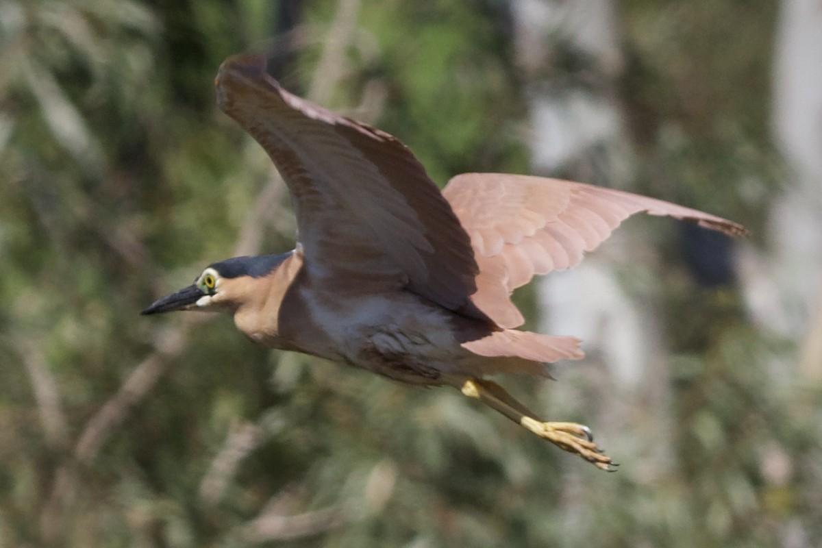 Nankeen Night Heron - ML375683831