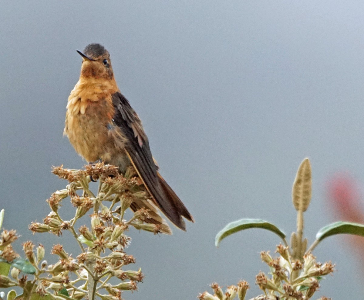 kolibřík duhovohřbetý - ML37568391