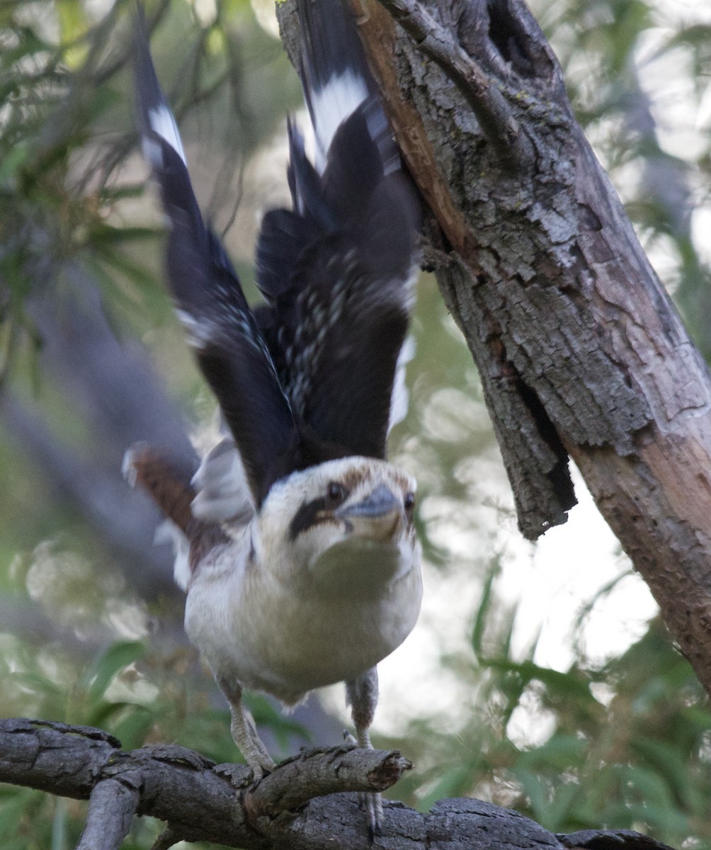 Laughing Kookaburra - Zebedee Muller