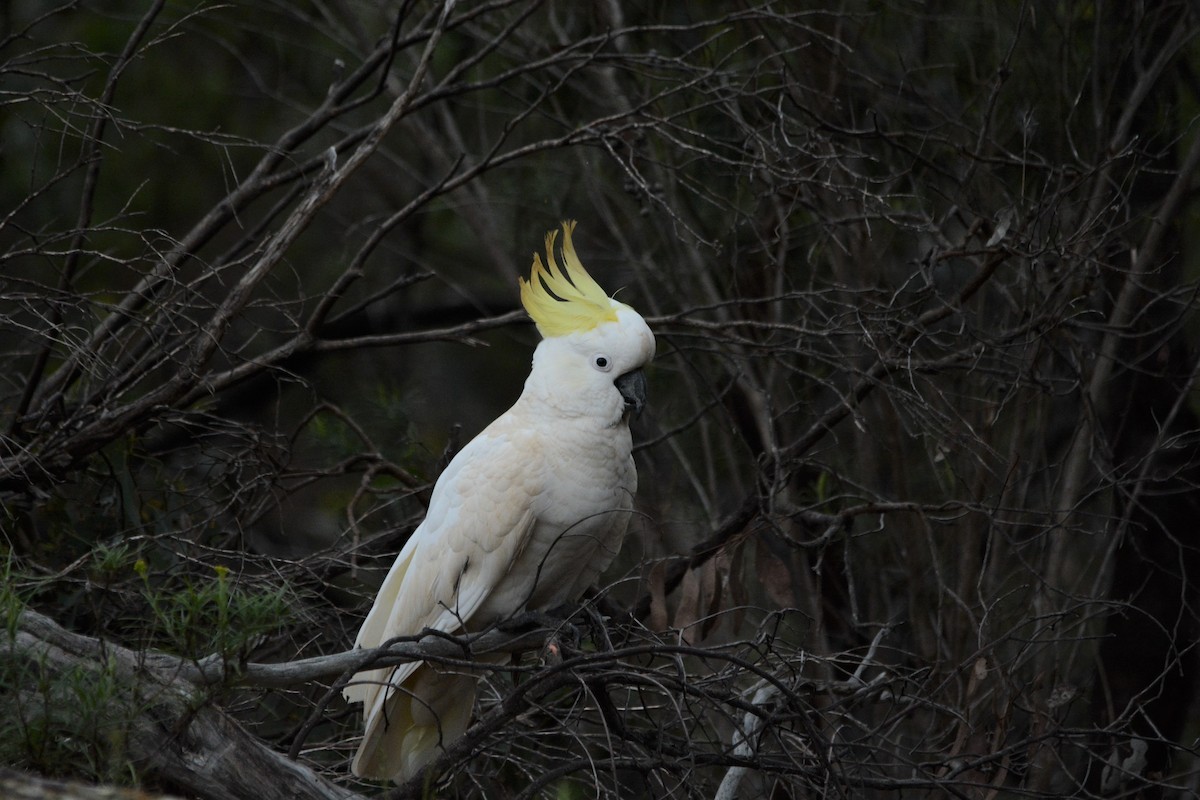 Sulphur-crested Cockatoo - ML375684381