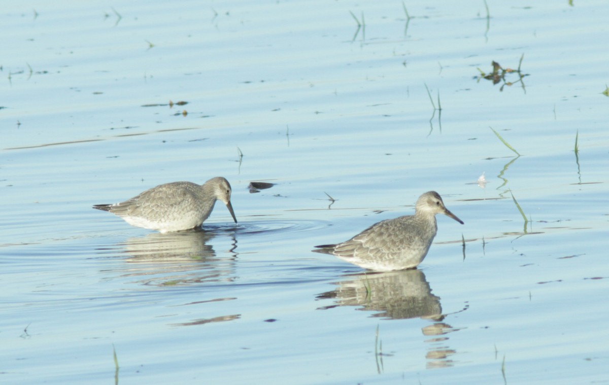 Red Knot - ML375684911