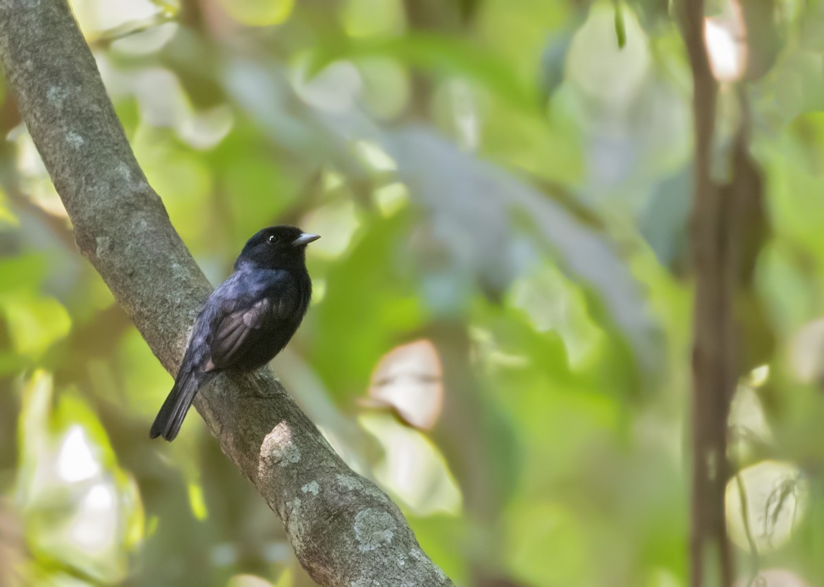 Amazonian Black-Tyrant - Caio Brito | Brazil Birding Experts