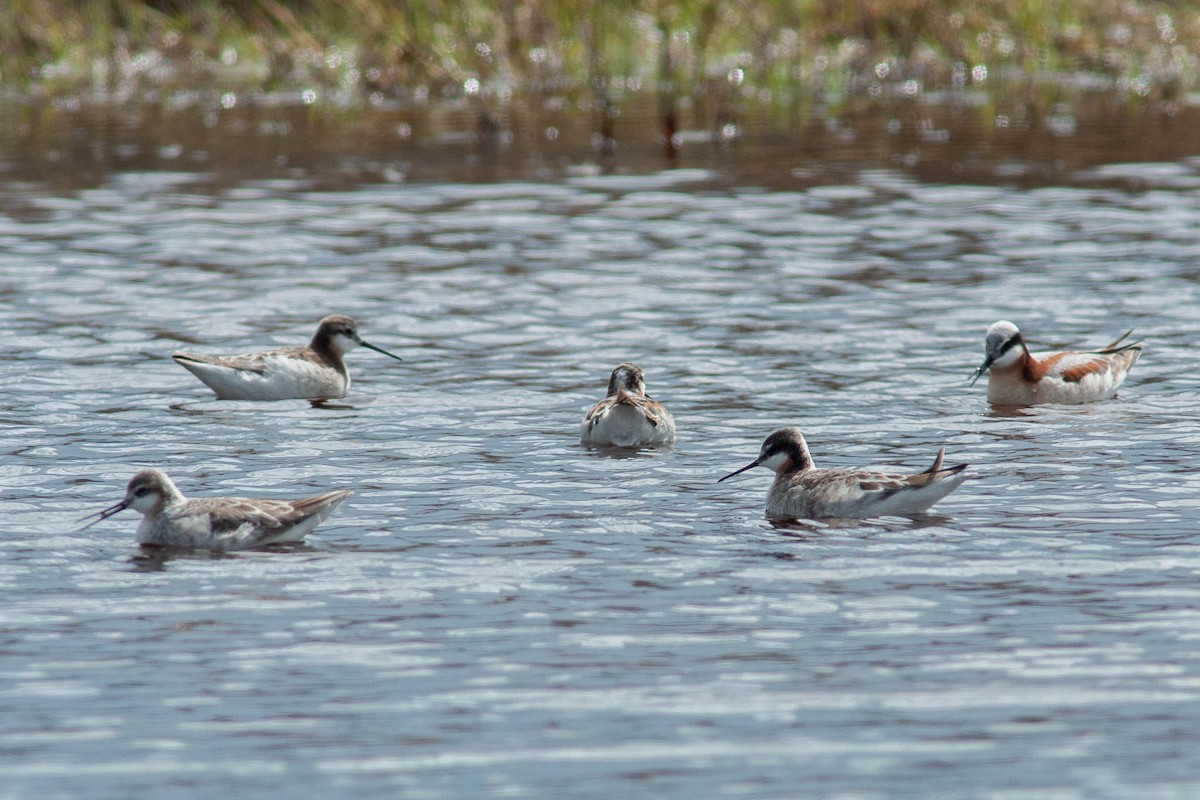 hvithalesvømmesnipe - ML375685321