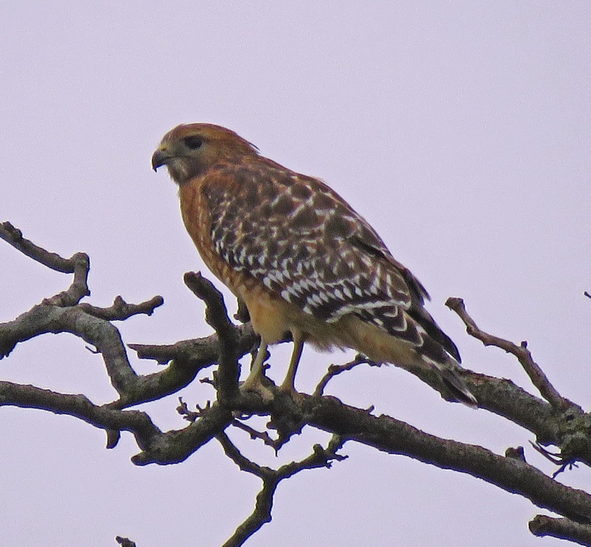 Red-shouldered Hawk - ML375687531