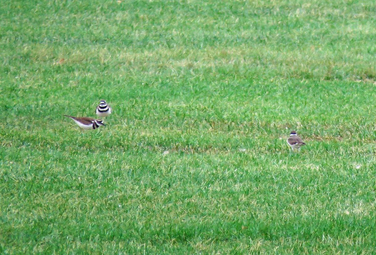 Killdeer - ML375688431