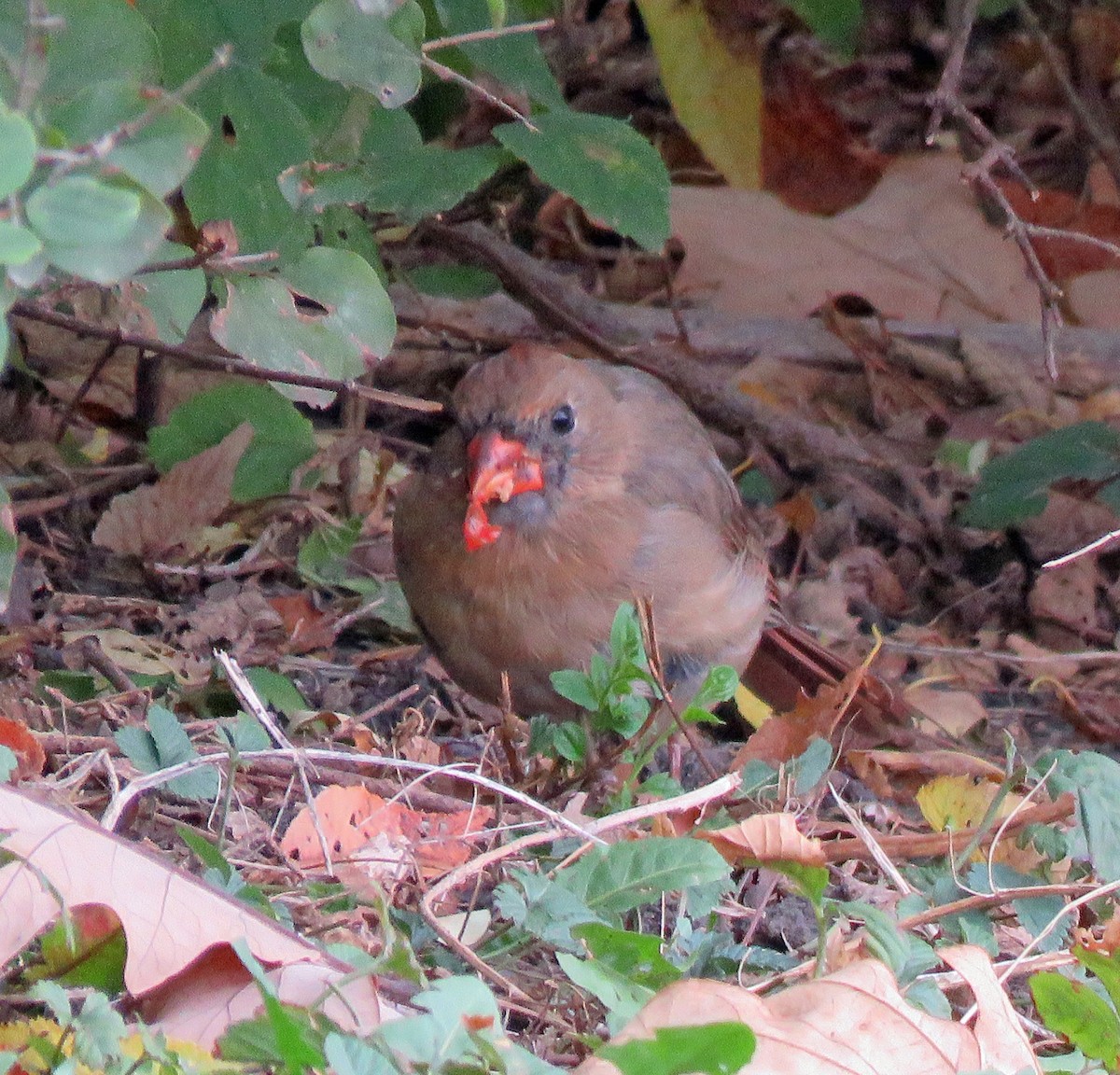 Cardinal rouge - ML375688441