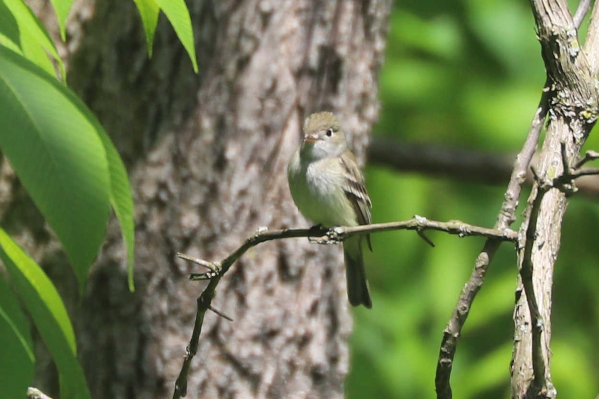 Least Flycatcher - ML375691171