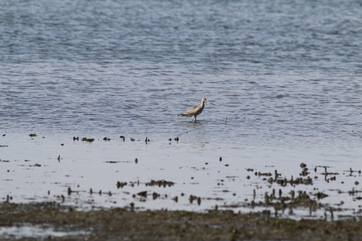 Bar-tailed Godwit - ML375691761