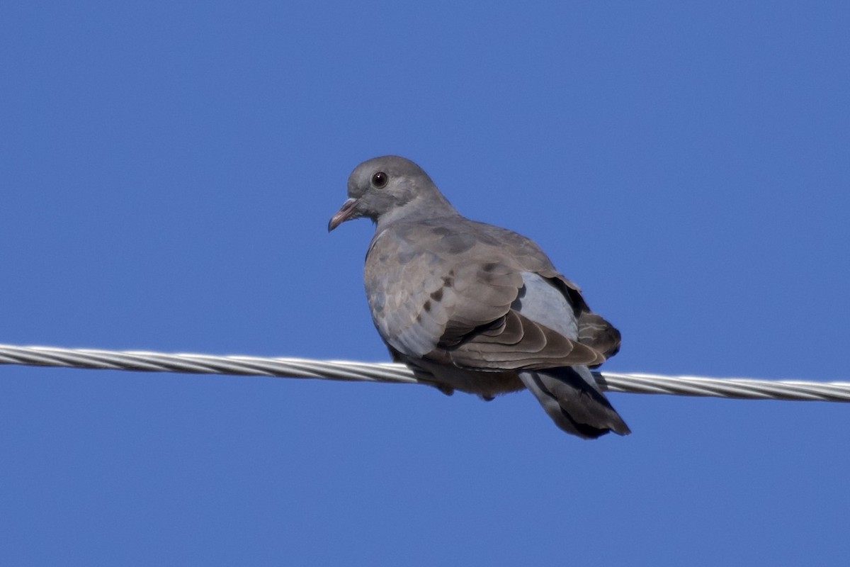 Stock Dove - ML375692361