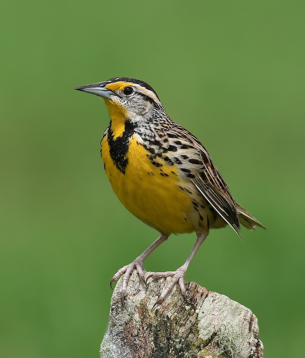 Eastern Meadowlark - ML375693511