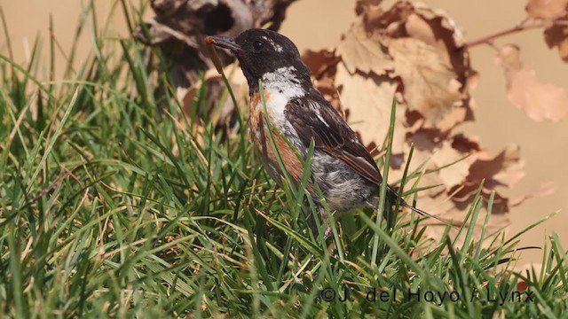 European Stonechat - ML375694141