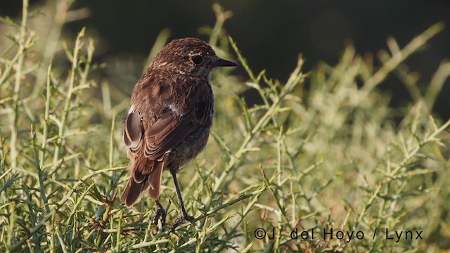 European Stonechat - ML375694181