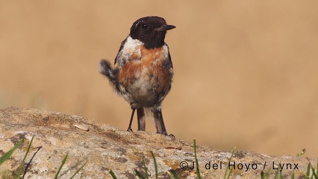 European Stonechat - ML375694191