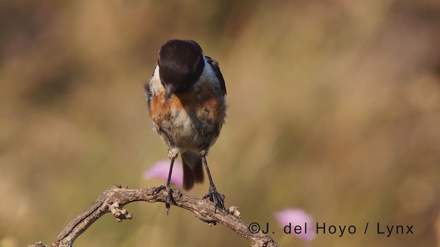 European Stonechat - ML375694231